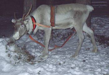 Traditional Reindeer in Lapland